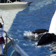 A SeaWorld show in San Diego.